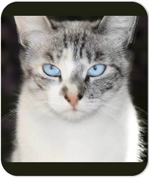 USA, California. Lynx point Siamese cat portrait