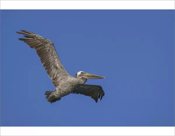 Flying Pelican. Half Moon Bay, California