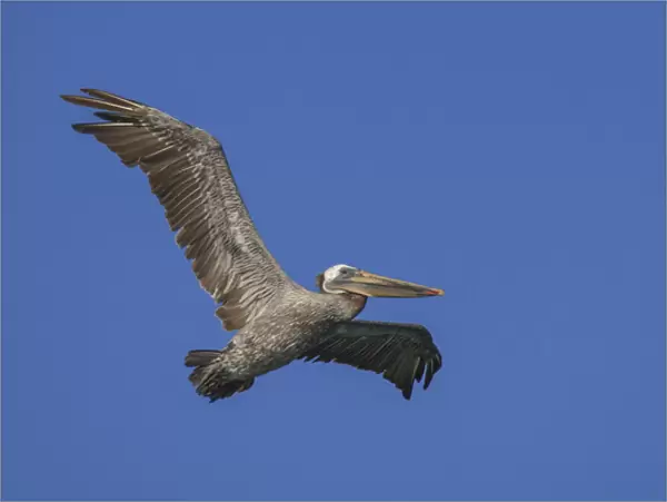 Flying Pelican. Half Moon Bay, California