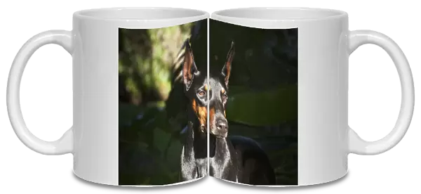 A Doberman Pinscher standing in a sunny spot very intent on something