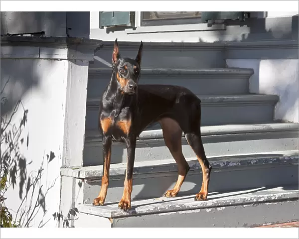 A Doberman Pinscher standing on stairs leading onto a patio of a house