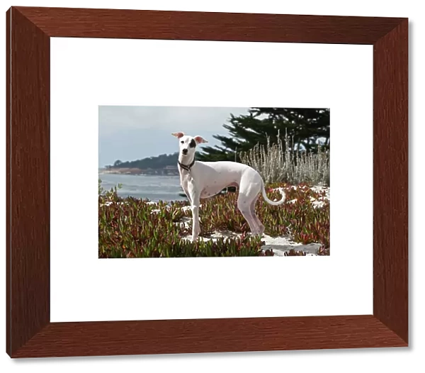 An Italian Greyhound standing in the white sands and ice plant of Carmel Beach California
