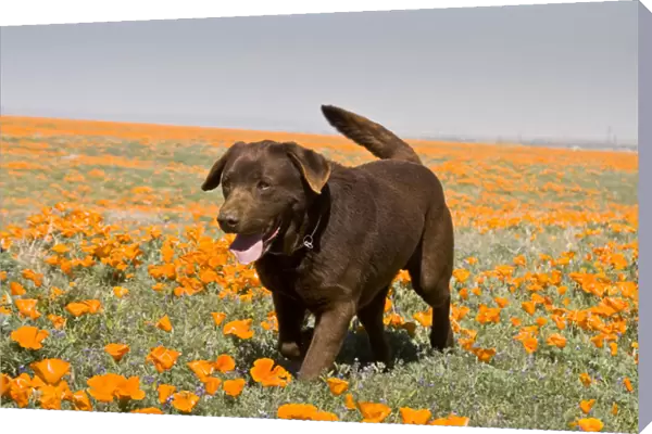 A Chocolate Labrador Retriever walking through a field of poppies at Antelope Valley