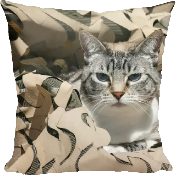 Cat in Camouflage