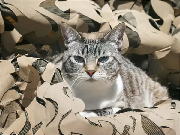 Cat in Camouflage