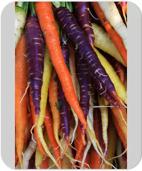 North America, USA, Georgia; Savannah; Multi colored organic carrots at a Farmer s