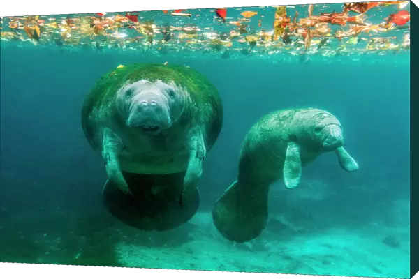 Mother manatee with her calf in Crystal River, Florida
