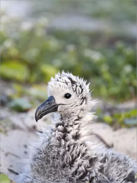 Black-footed Albatross  /  Phoebastria albatrus chick This species is listed as Endangered