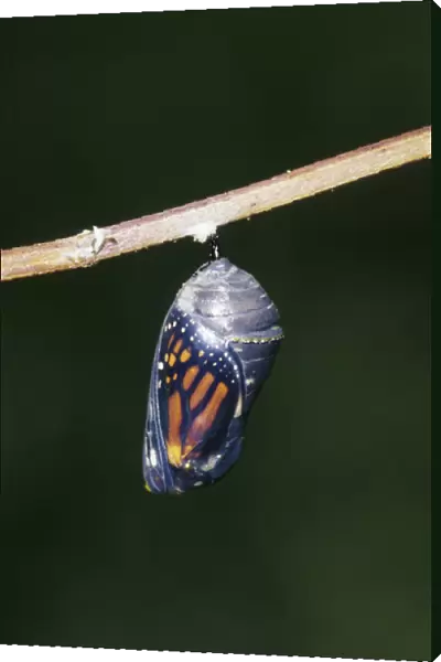 Monarch (Danaus plexippus) pupa  /  chrysalis before emergence Marion Co. IL