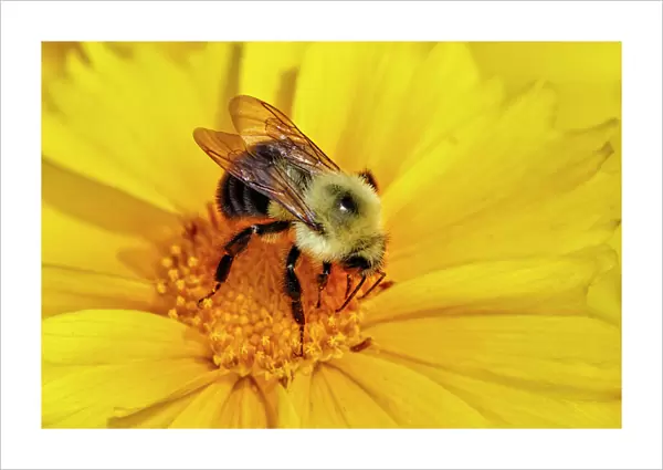 Carpenter Bee collecting nectar, Kentucky