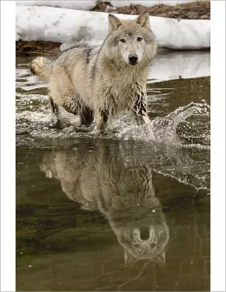 Gray Wolf or Timber Wolf reflection crossing stream in winter, (Captive Situation) Canis lupis