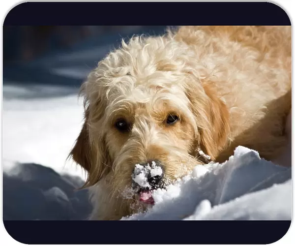 A Goldendoodle with snow on its nose