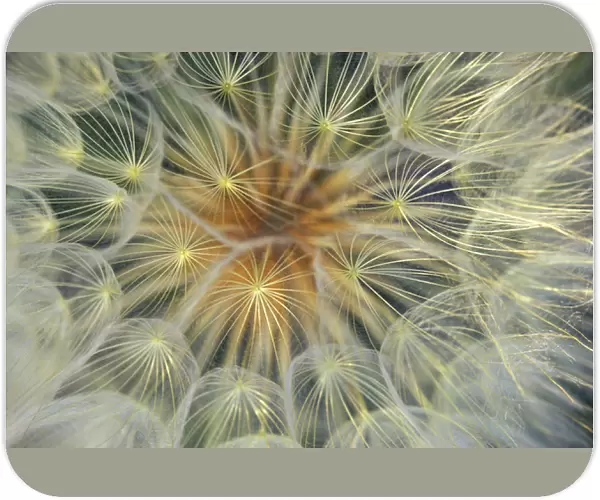 Dandelion Seedhead close-up. Credit as: Nancy Rotenberg  /  Jaynes Gallery  /  DanitaDelimont