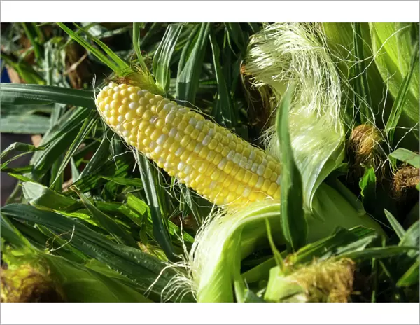 Corn for sale at a farmers market, Charleston, South Carolina. USA