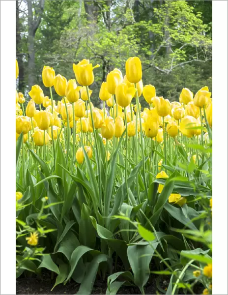 Yellow tulips, Kennett Square, Pennsylvania, USA