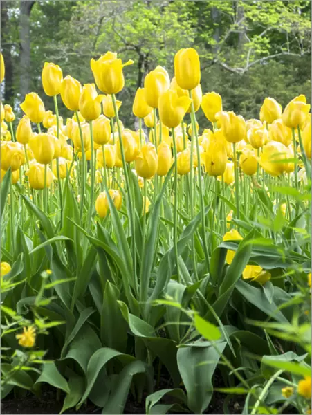 Yellow tulips, Kennett Square, Pennsylvania, USA