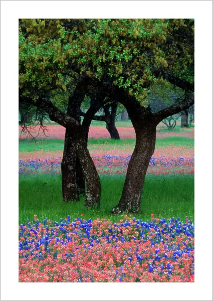 USA, Texas, Hill Country, Texas Wildflowers and Dancing Trees