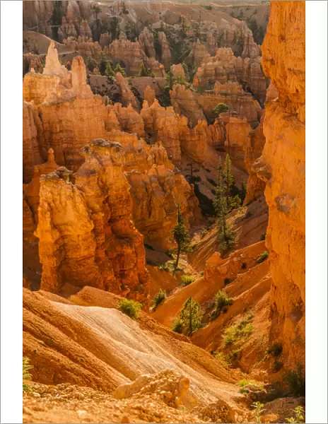Bryce Canyon National Park, Utah. Pine Trees are scattered along the canyon and Hoodoos