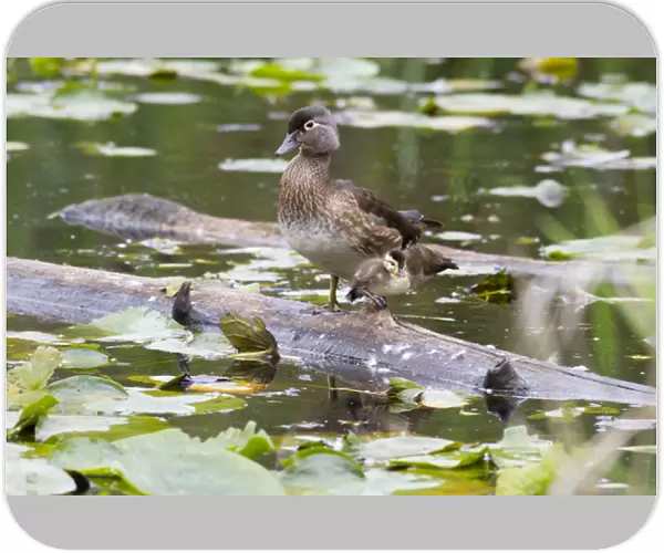 WA, Juanita Bay Wetland, Wood ducks, female and duckling (Aix sponsa)
