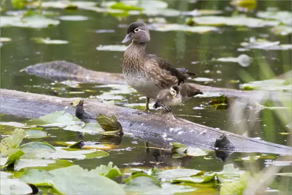 WA, Juanita Bay Wetland, Wood ducks, female and duckling (Aix sponsa)