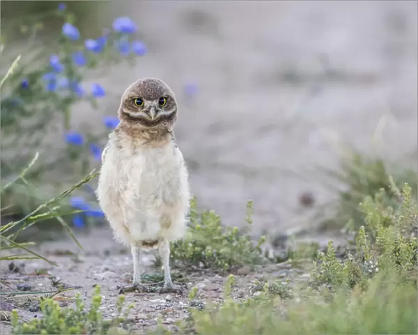 USA, Wyoming, Sublette County, a young Burrowing Owl standing with a floral background