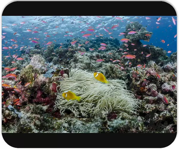 South Pacific, Solomon Islands. Reefscape of fish and corals