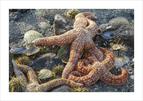 USA, Alaska. Orange mottled sea stars and green sea urchins on the beach at low tide
