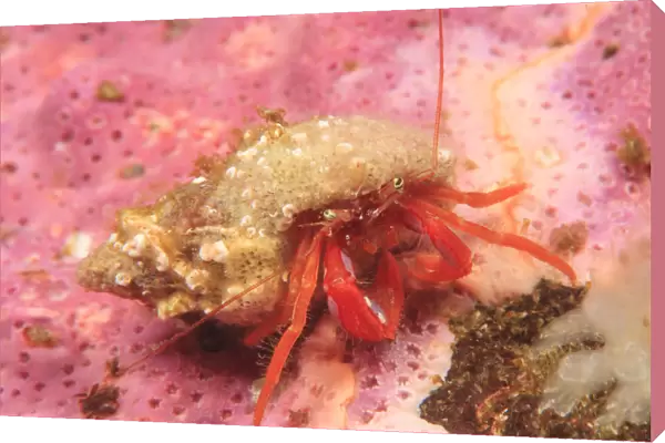Orange Hermit Crab (Ellassochirus gilli) Saint Lazerius Island near Sitka, S. E