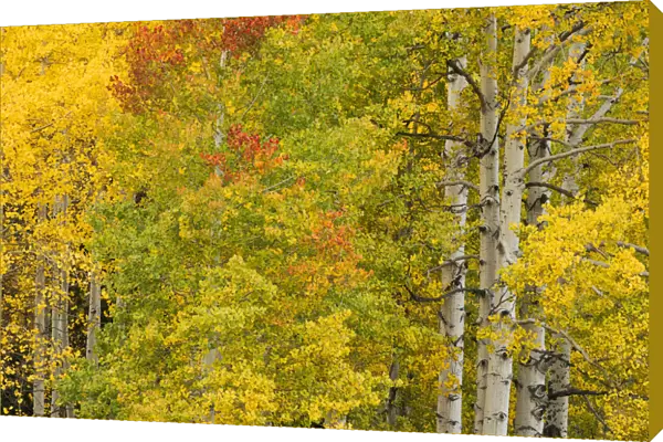 Stand of aspen trees and trunks in fall color, Uncompahgre National Forest, Sneffels Range