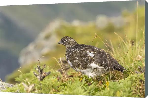 USA, Alaska, Tongass National Forest. Rock ptarmigan in summer plumage. Credit as
