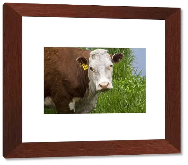 North America; Idaho; Grangeville; White Faced Steer in Field