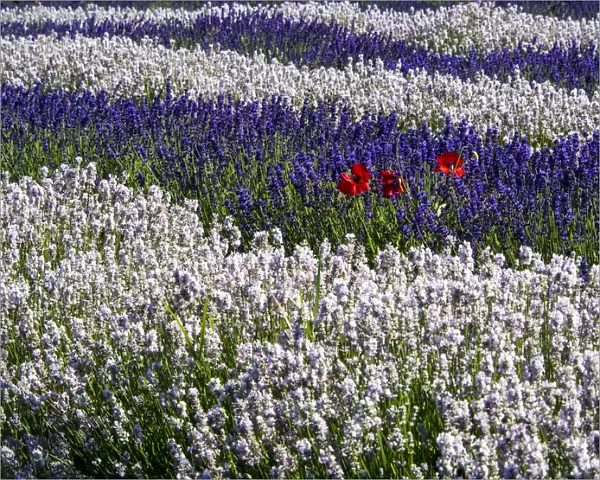 North America; USA; Washington; Sequim; Lavender Field; Lavendar Field in full boom