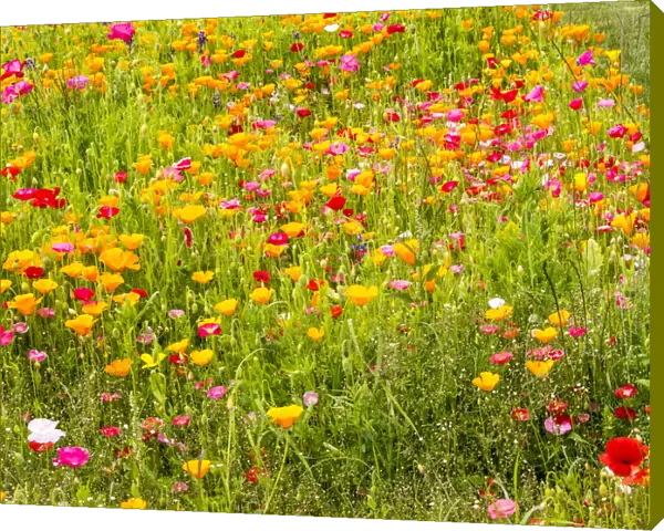 North America; USA; Washington; Poppy Field in bloom