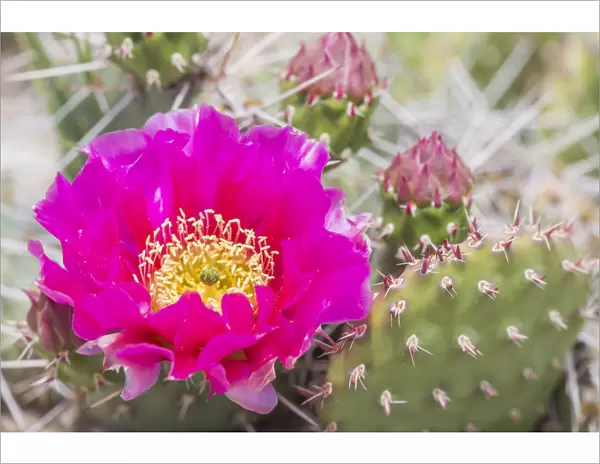 USA, Wyoming, Lincoln County, a pink prickly pear cactus bloom in the desert