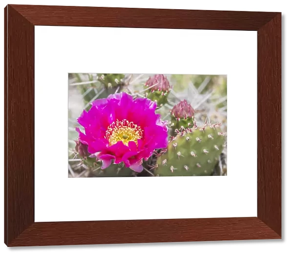 USA, Wyoming, Lincoln County, a pink prickly pear cactus bloom in the desert