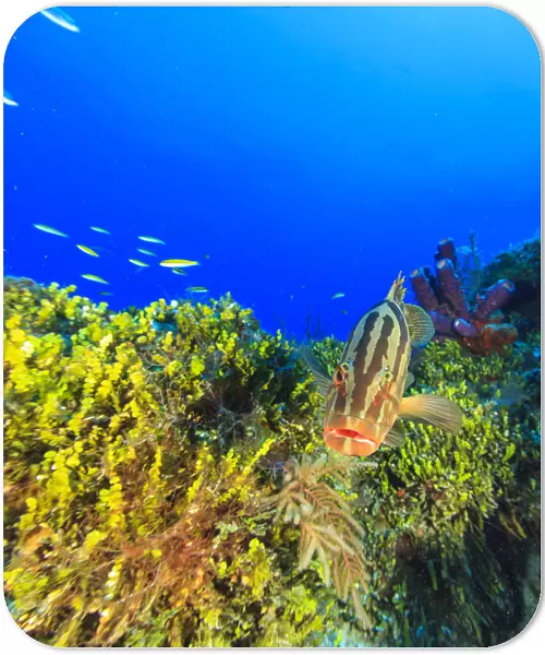 Nassau Grouper, Northern Bahamas, Caribbean
