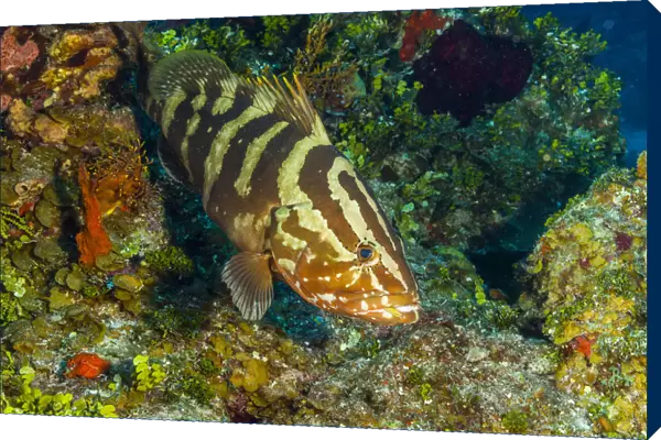 Northern Bahamas, Caribbean. Nassau grouper