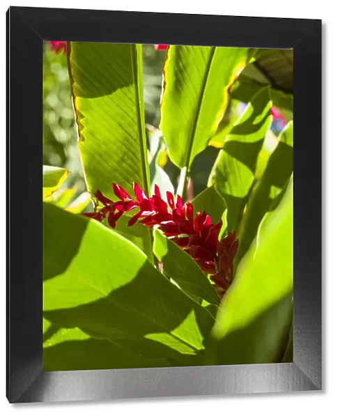 U. S. Virgin Islands, St. Thomas. St. Peter, Heliconia