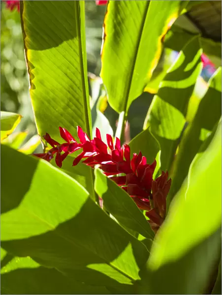 U. S. Virgin Islands, St. Thomas. St. Peter, Heliconia