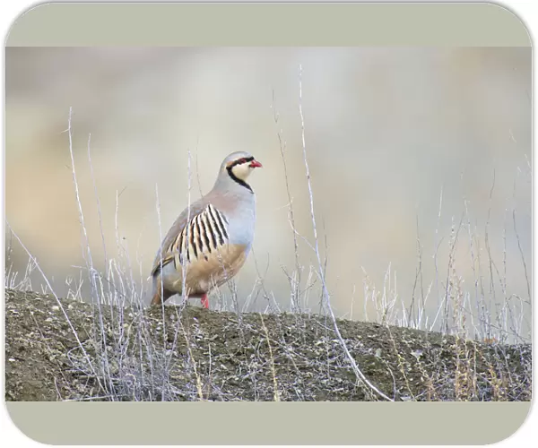 Native of southern Eurasia, the Chukar Partridge was introduced to North America as a game bird