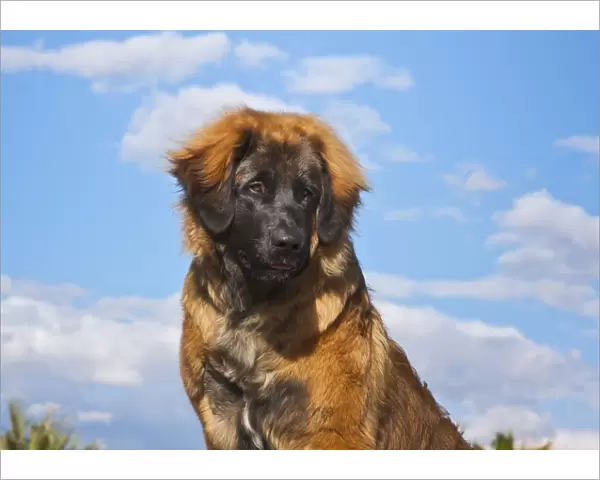 Looking up at a leonberger puppy (PR)