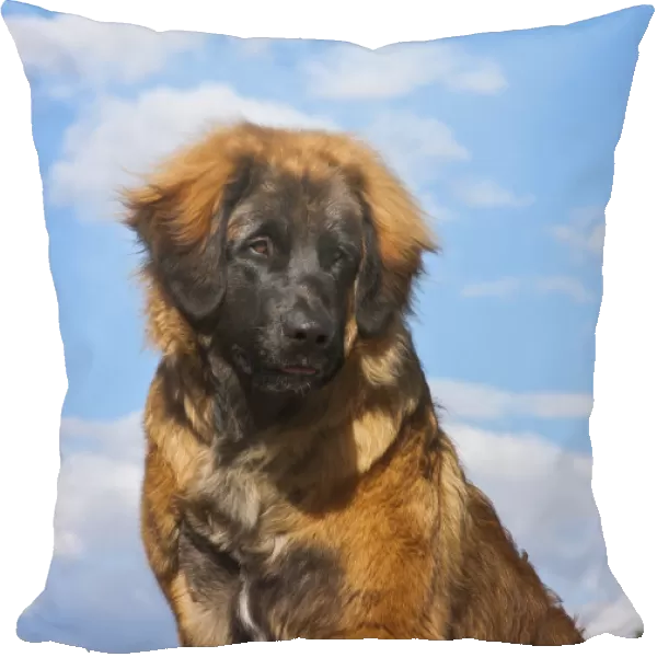 Looking up at a leonberger puppy (PR)