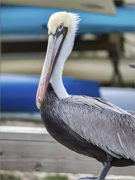 Brown pelican, New Smyrna Beach, Florida, USA