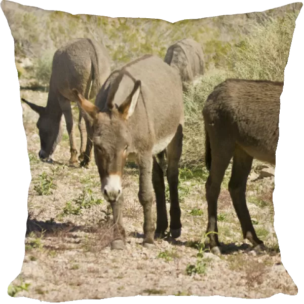 wild burro, grazing, Red Rock Canyon Area, Nevada, USA