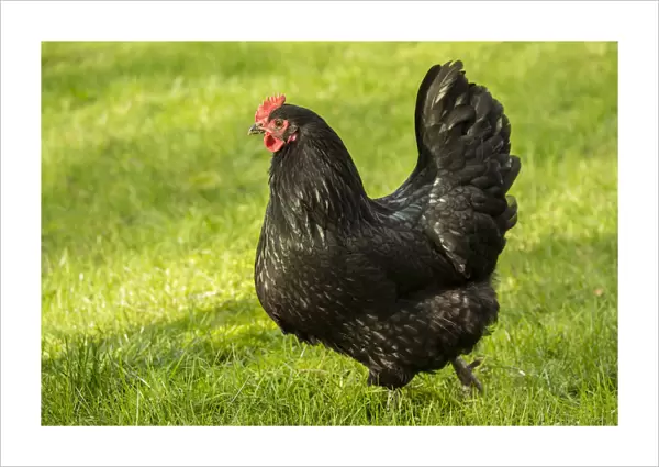 Issaquah, Washington State, USA. Free-ranging Black Australorp chicken. (PR)