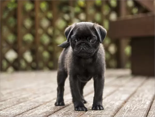 Issaquah, Washington State, USA. Ten week old black Pug puppy exploring outside on a wooden deck