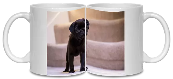 Fitzgerald, a 10 week old black Pug puppy standing on a carpeted stairwell. (PR)