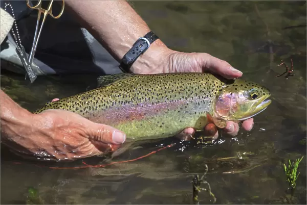 Rainbow Trout, Fly fisherman, Lower Deschutes River, Central Oregon, USA (MR)