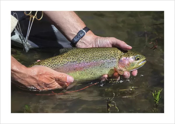 Rainbow Trout, Fly fisherman, Lower Deschutes River, Central Oregon, USA (MR)