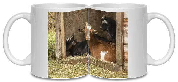 Hood River, Oregon, USA. Goats in their shelter during a rain